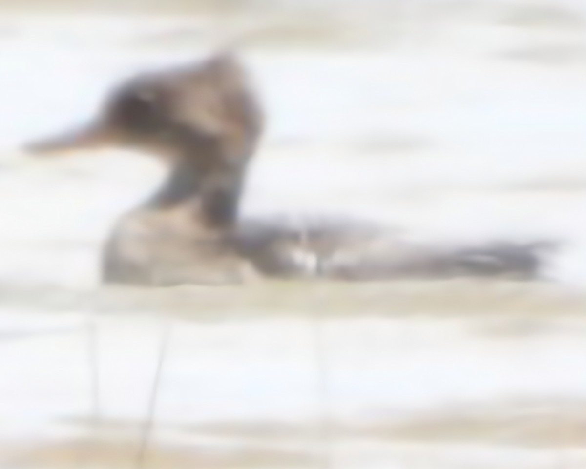 Hooded Merganser - ML638335031