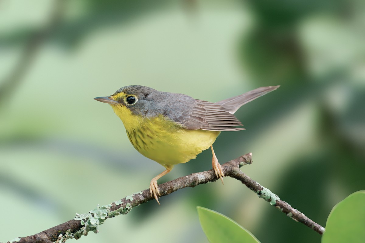 Paruline du Canada - ML638335033