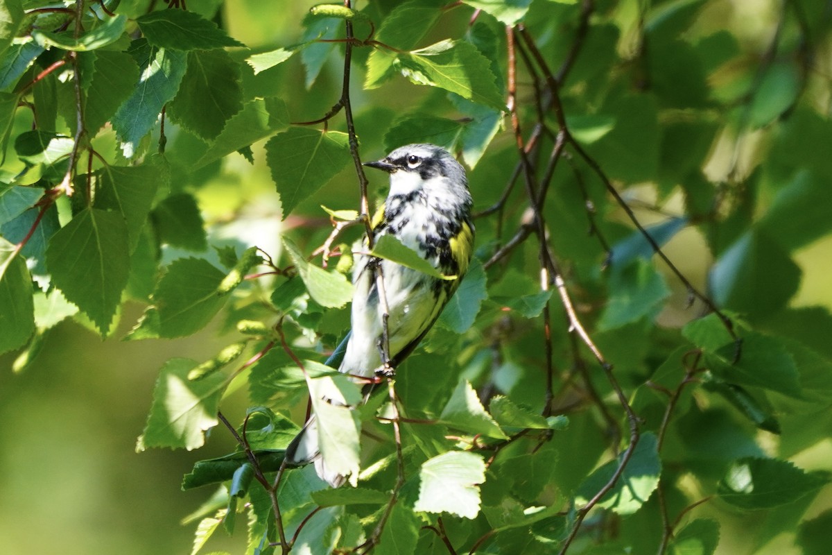 Yellow-rumped Warbler - ML638335034