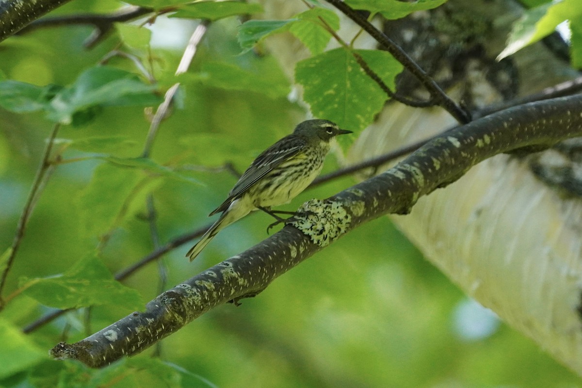 Yellow-rumped Warbler - ML638335035