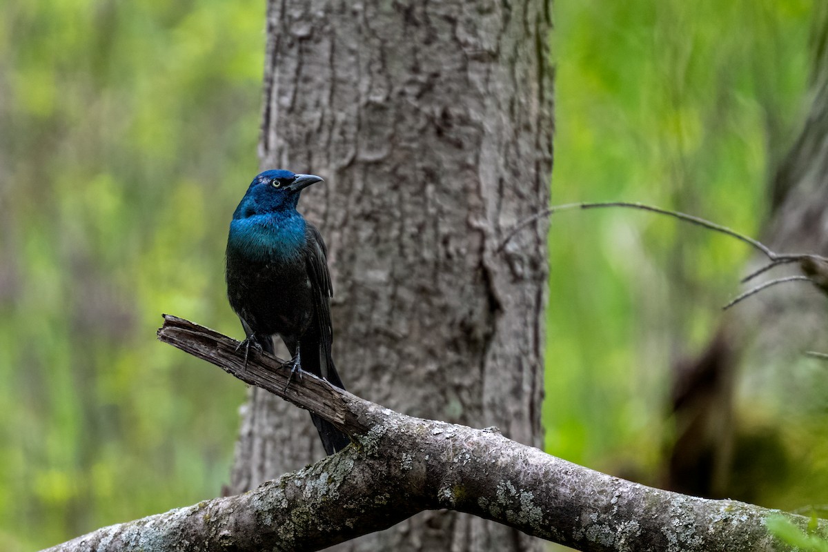 Common Grackle - ML638335039