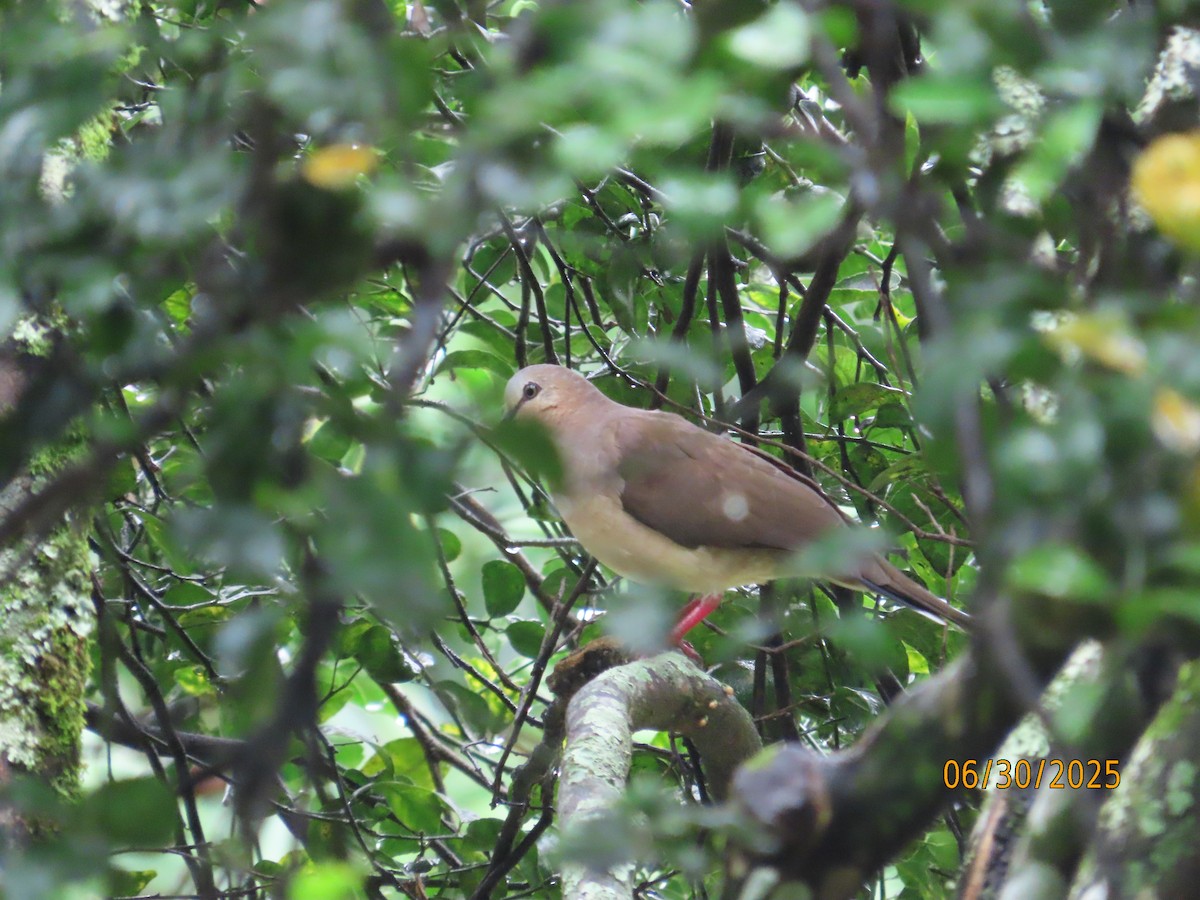 White-tipped Dove - ML638335049