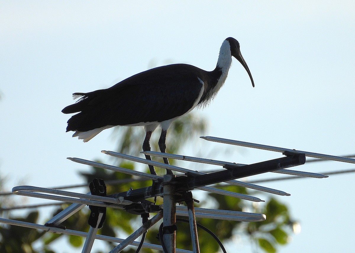 Straw-necked Ibis - ML638335051