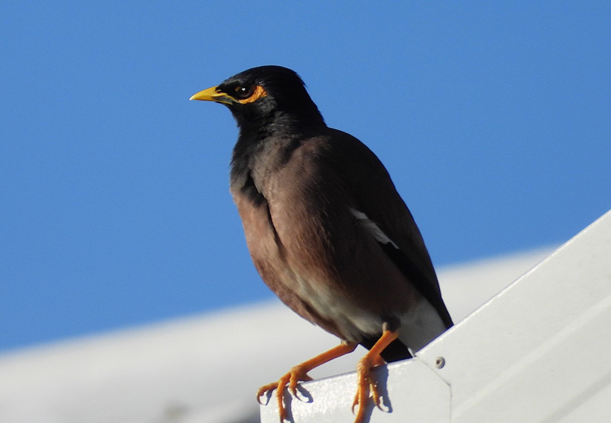 Common Myna - ML638335068