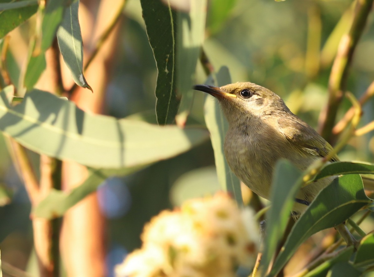Brown Honeyeater - ML638335078