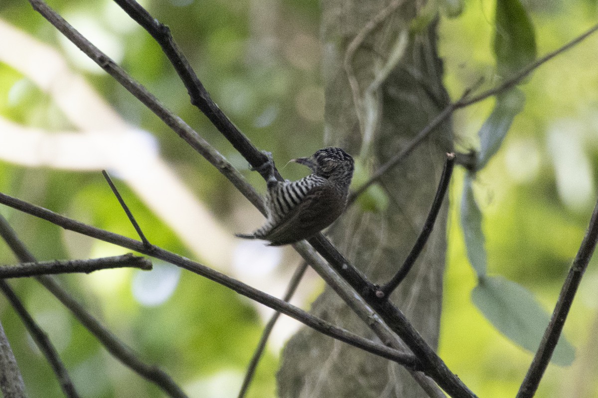 White-barred Piculet - ML638335080