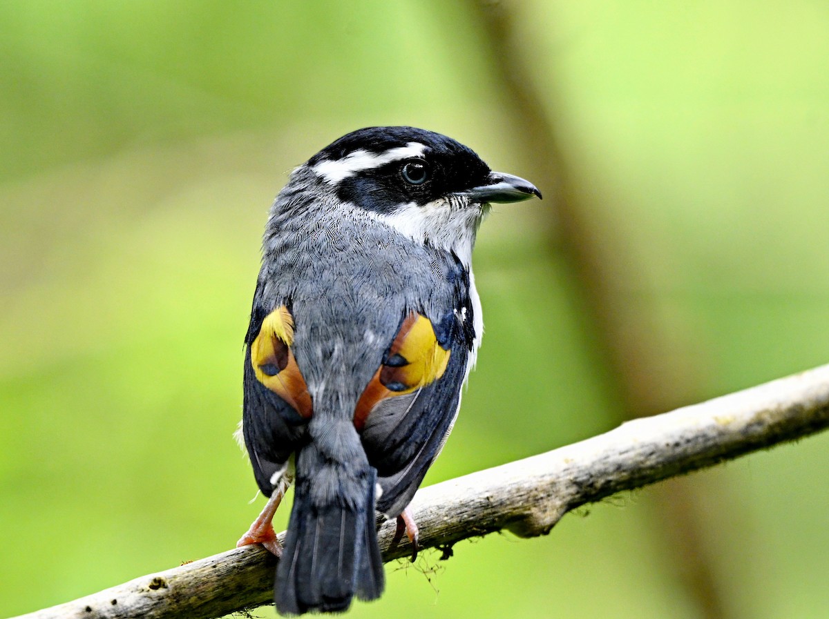 White-browed Shrike-Babbler - ML638335089