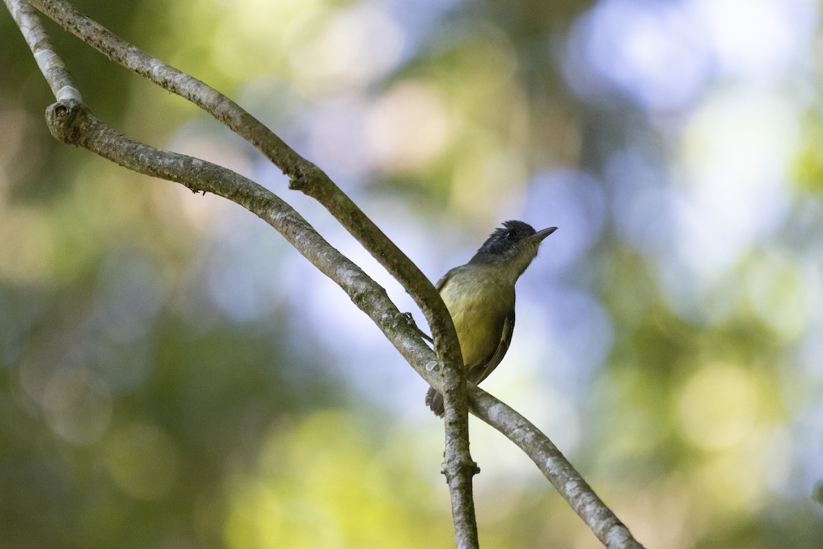 Plain Antvireo - ML638335090