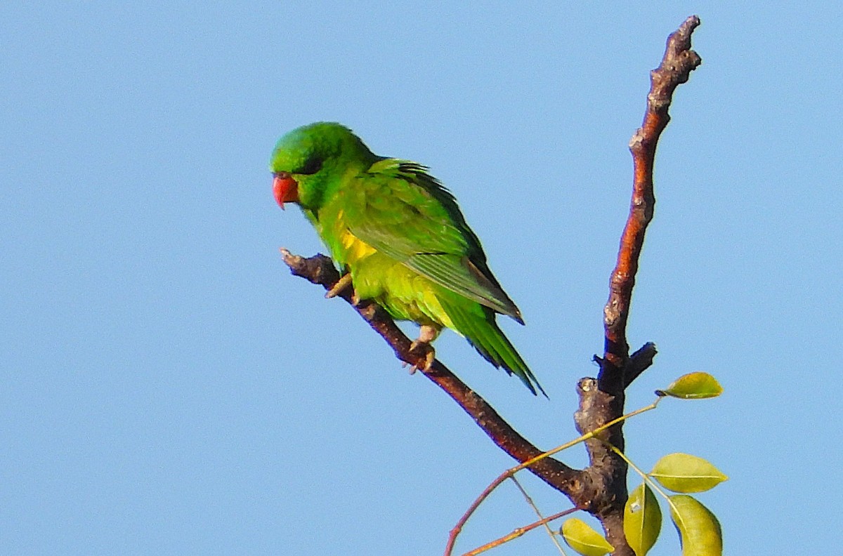 Scaly-breasted Lorikeet - ML638335091