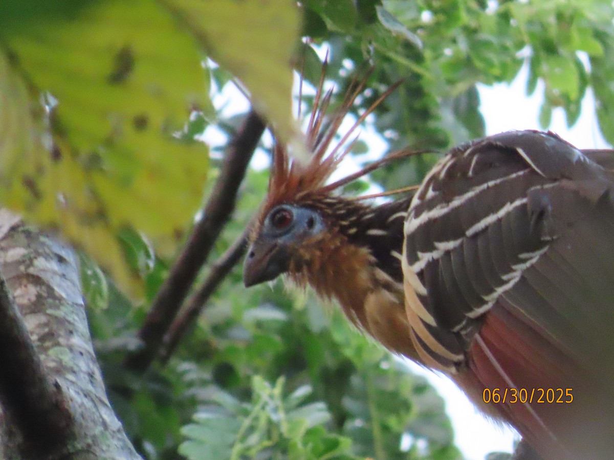 Hoatzin - ML638335100