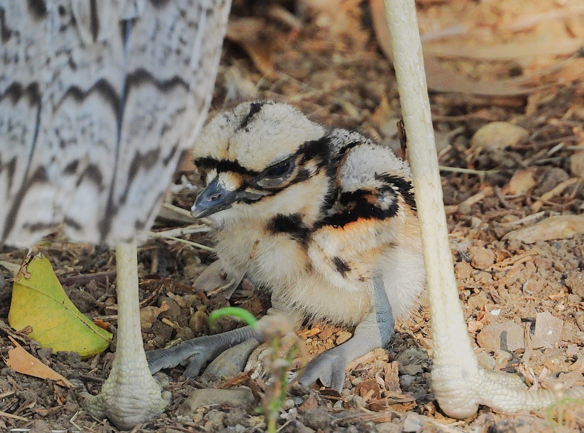 Bush Thick-knee - ML638335103