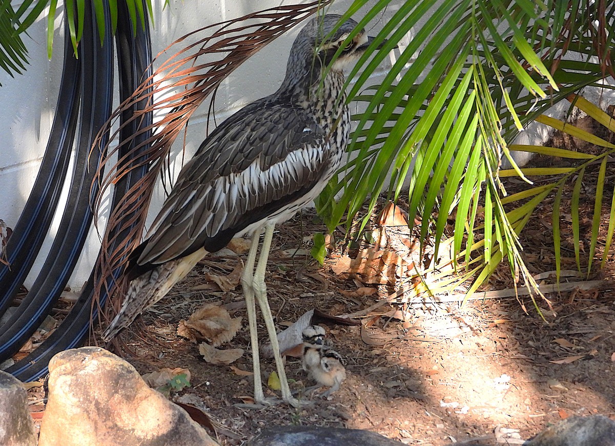 Bush Thick-knee - ML638335111