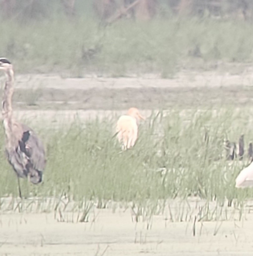 Western Cattle-Egret - ML638335112