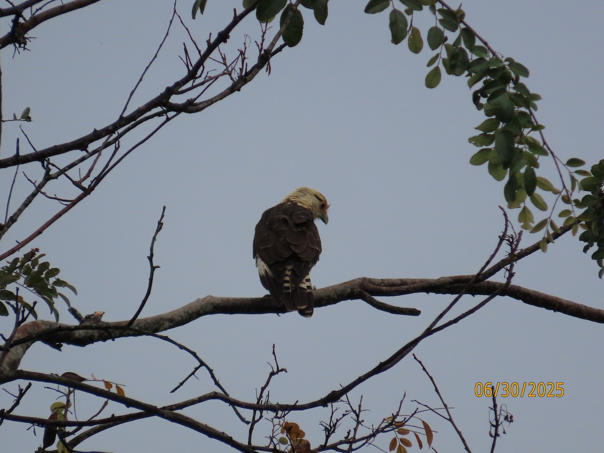 Yellow-headed Caracara - ML638335115