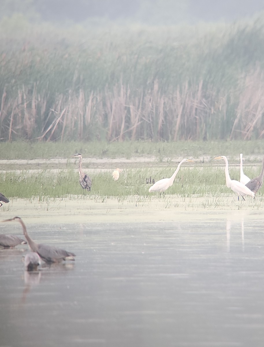 Western Cattle-Egret - ML638335122