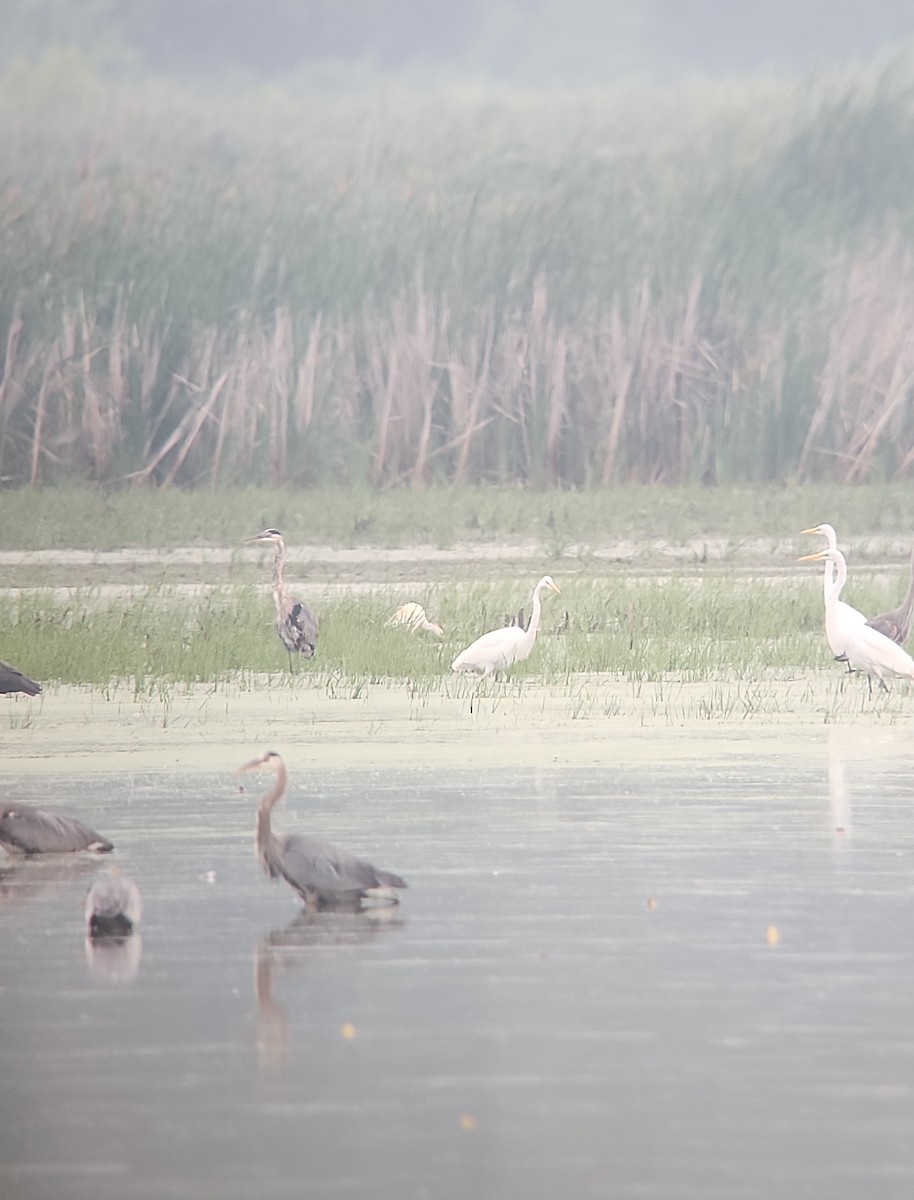 Western Cattle-Egret - ML638335129