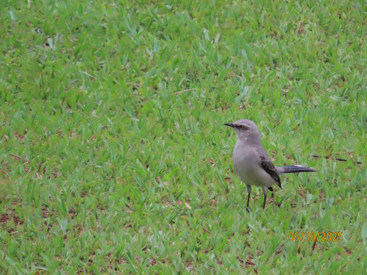 Tropical Mockingbird - ML638335134