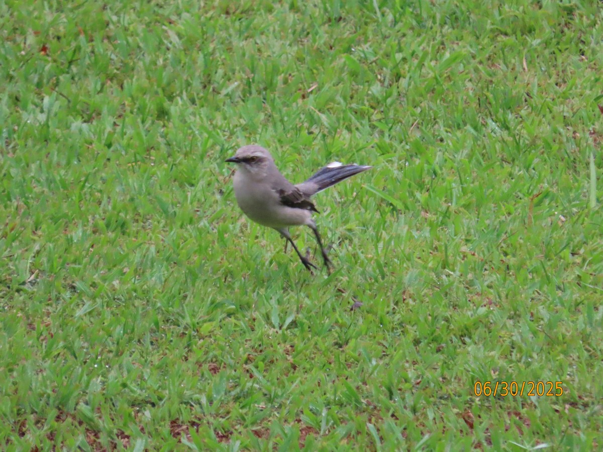 Tropical Mockingbird - ML638335137