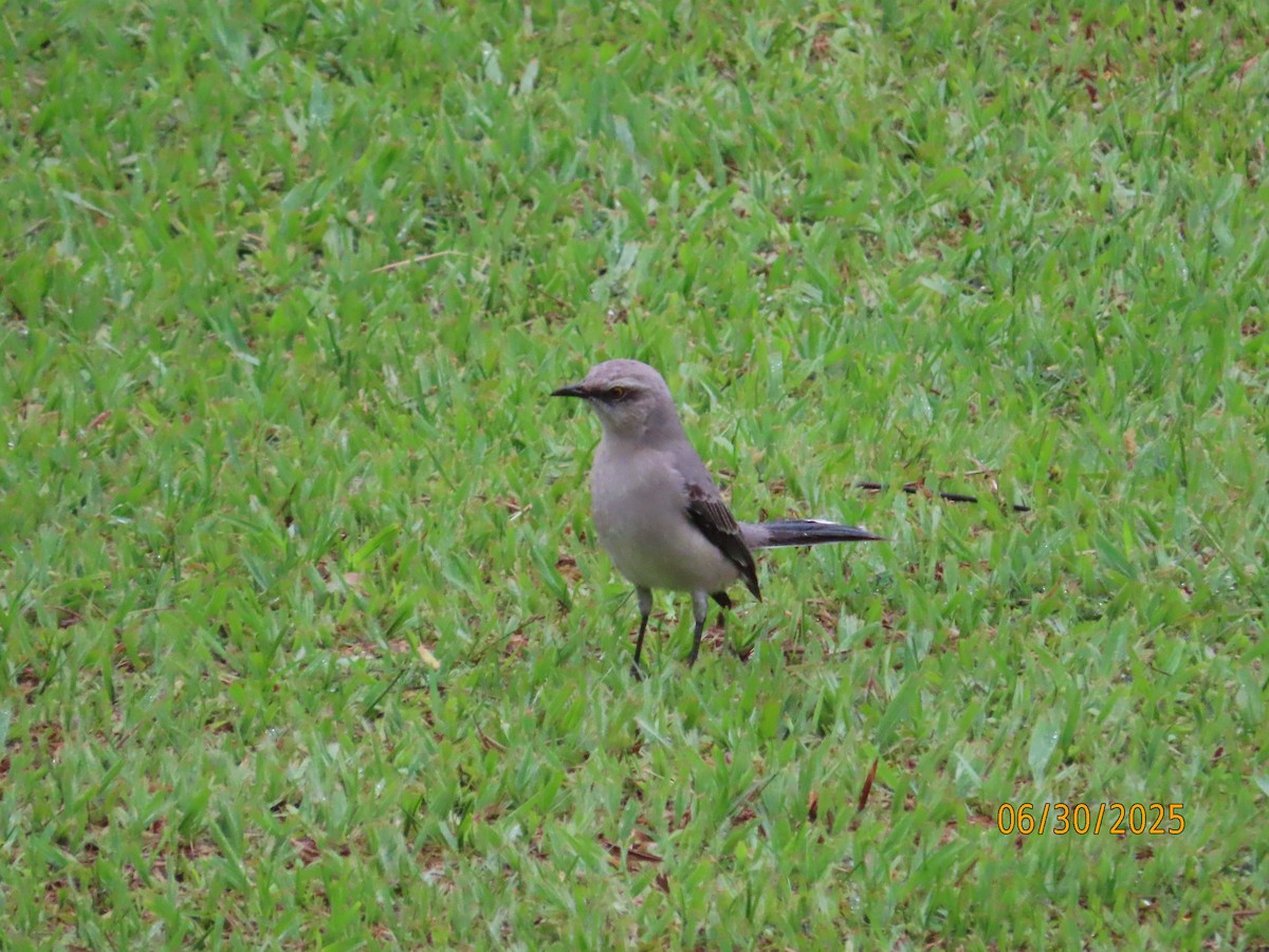 Tropical Mockingbird - ML638335138