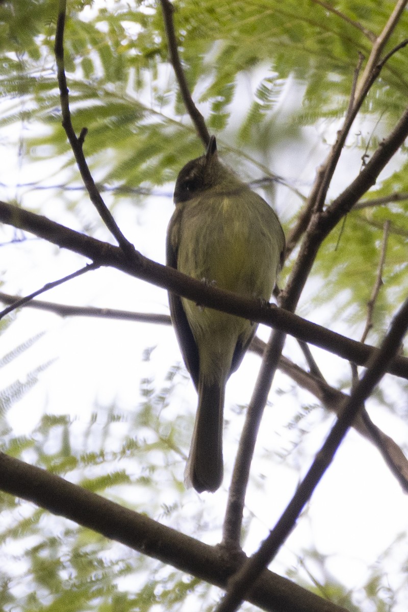 Sepia-capped Flycatcher - ML638335140