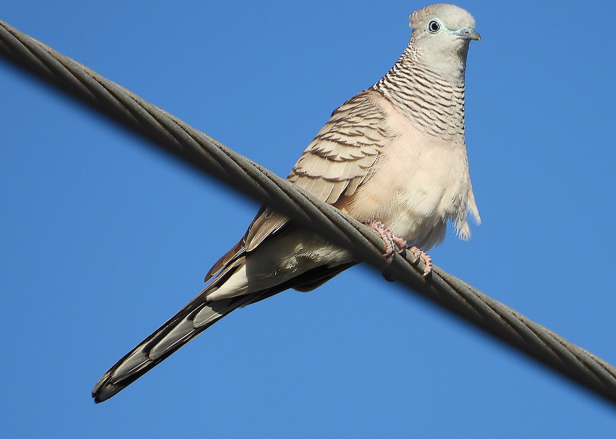 Peaceful Dove - ML638335145