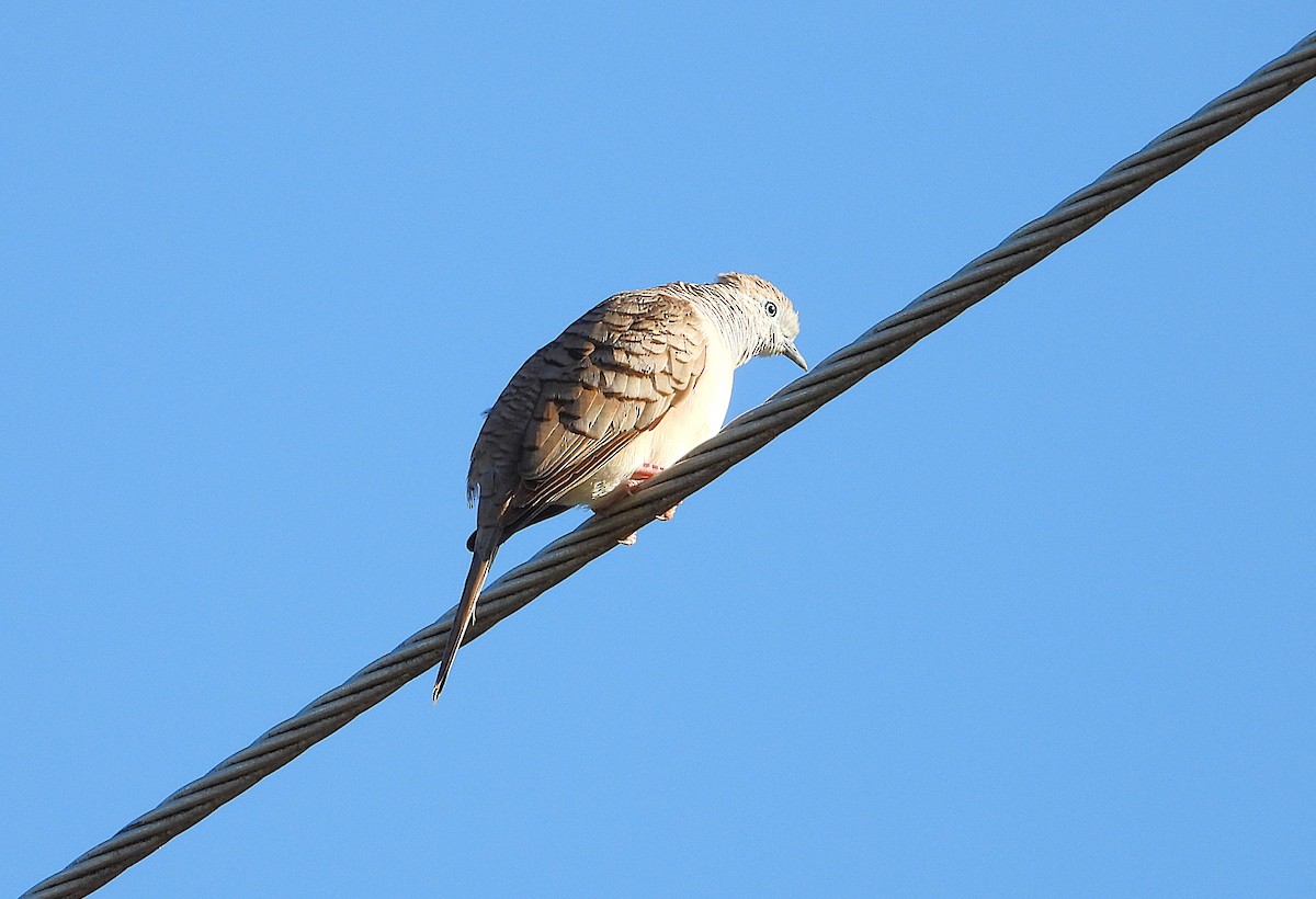 Peaceful Dove - ML638335146