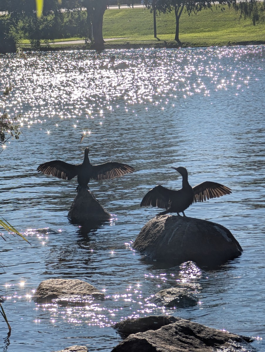 Little Black Cormorant - ML638335155