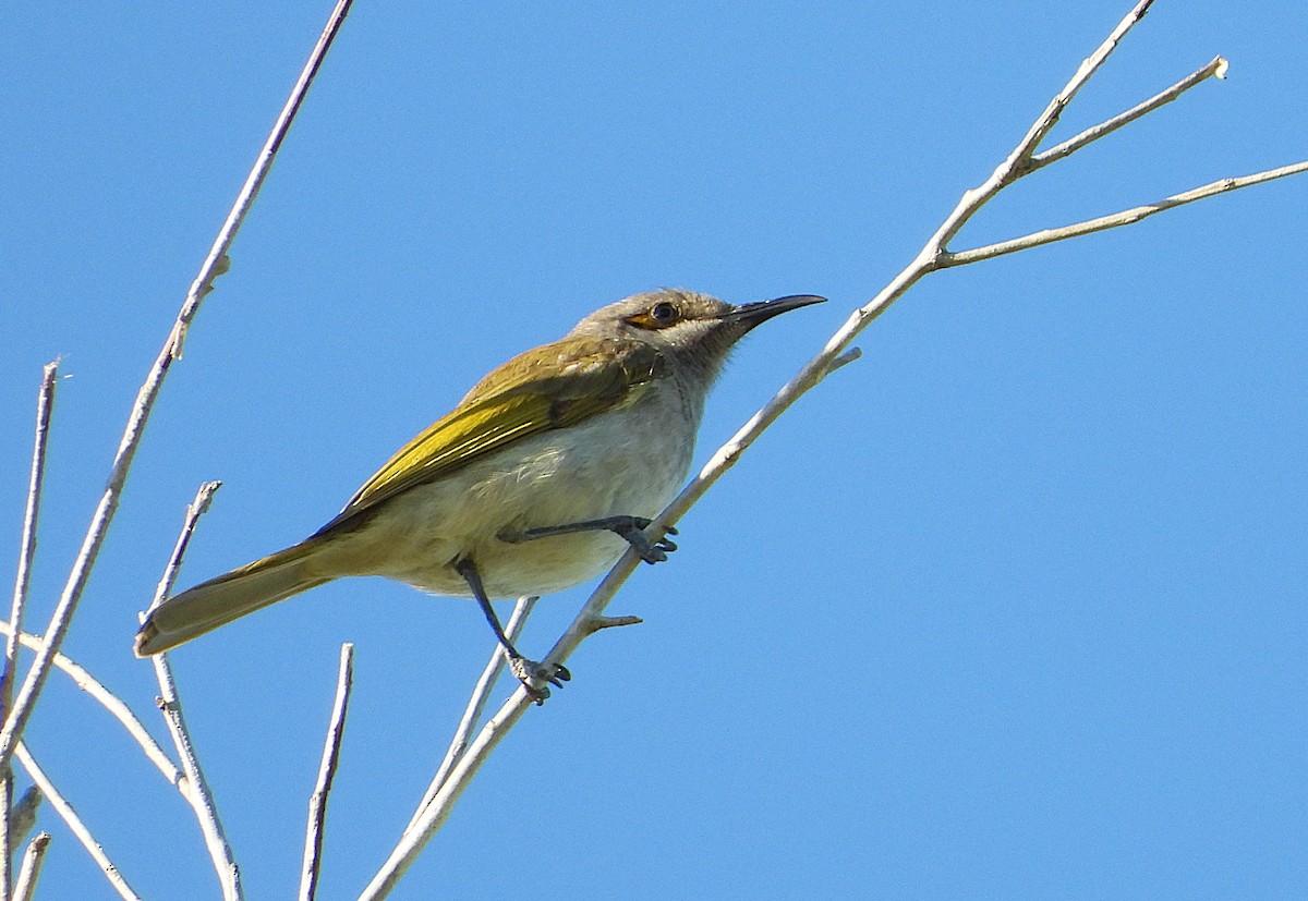 Brown Honeyeater - ML638335165