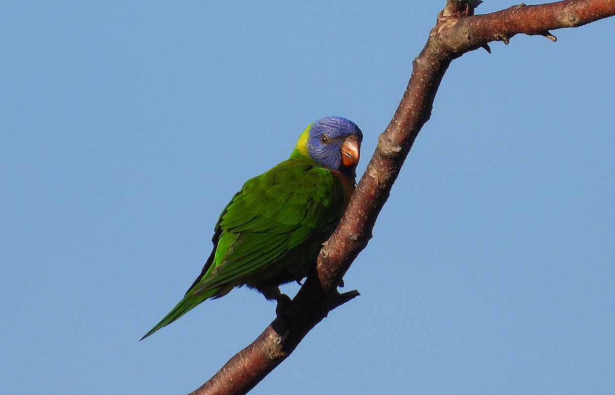 Rainbow Lorikeet - ML638335169