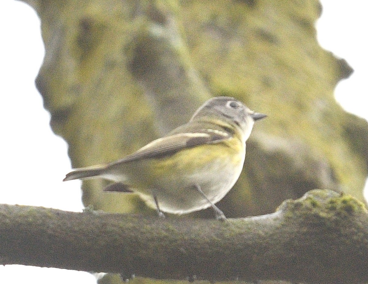 Blue-headed Vireo - ML638335170
