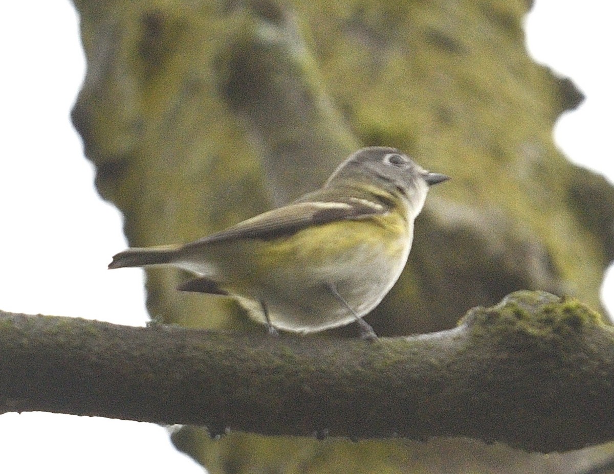 Blue-headed Vireo - ML638335171
