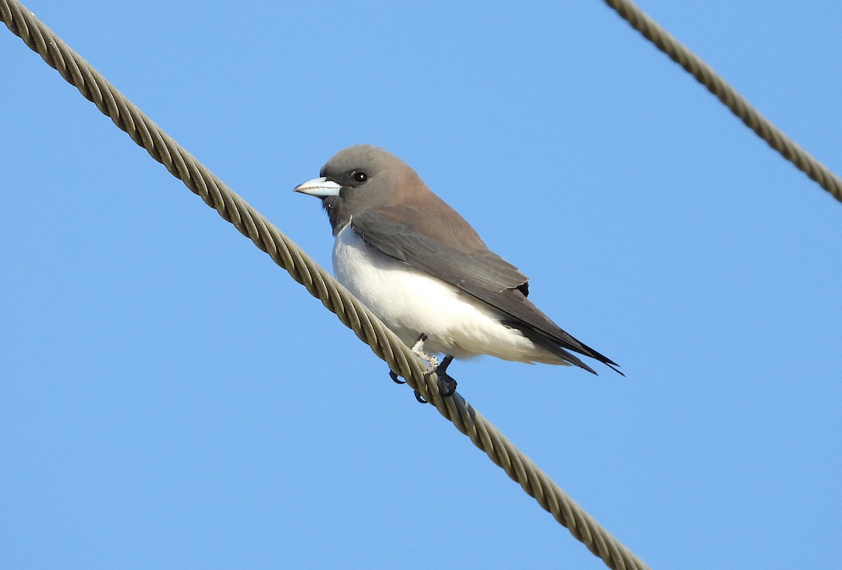 White-breasted Woodswallow - ML638335173