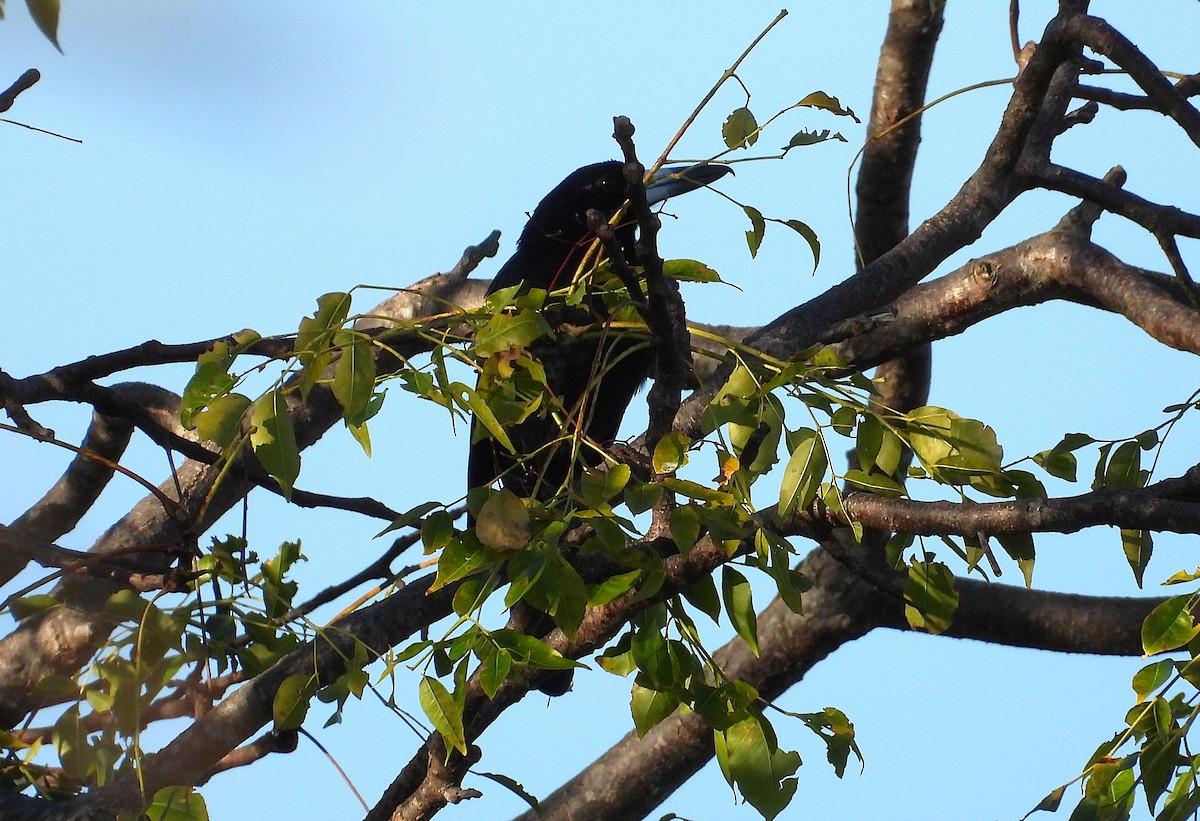 Black Butcherbird - ML638335185