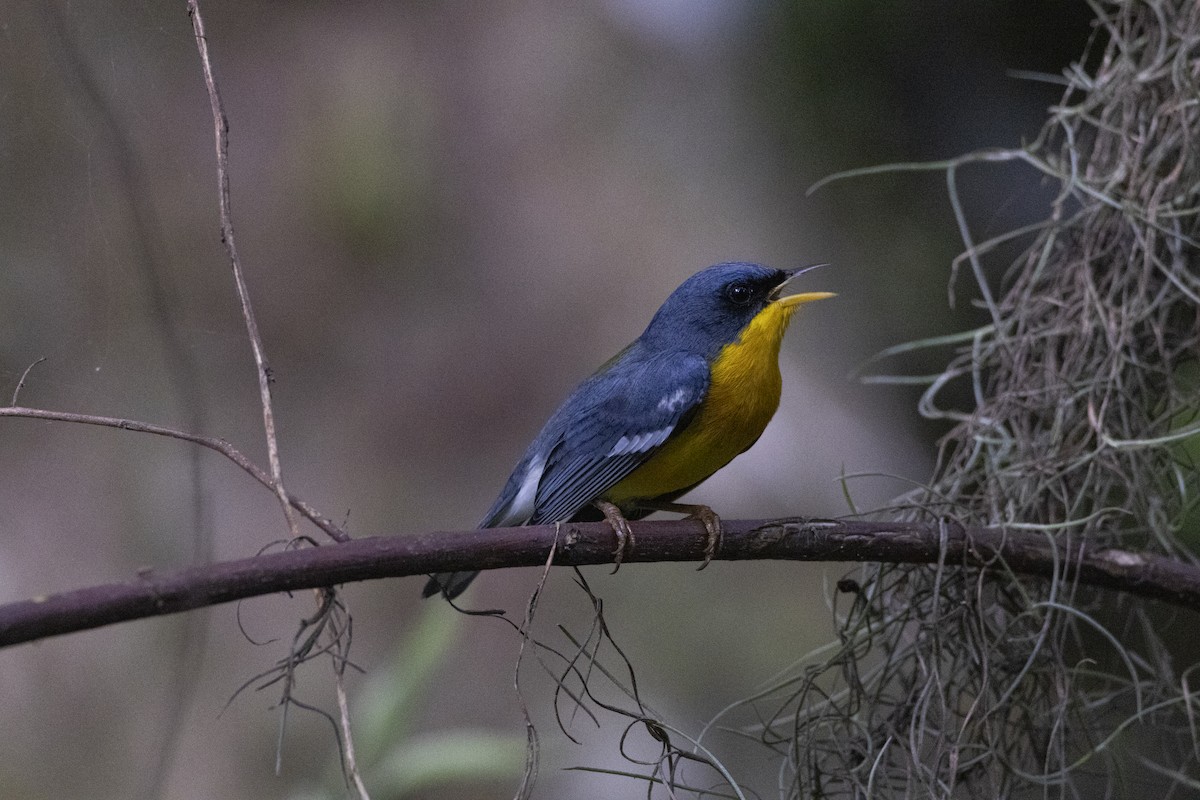Tropical Parula - ML638335187