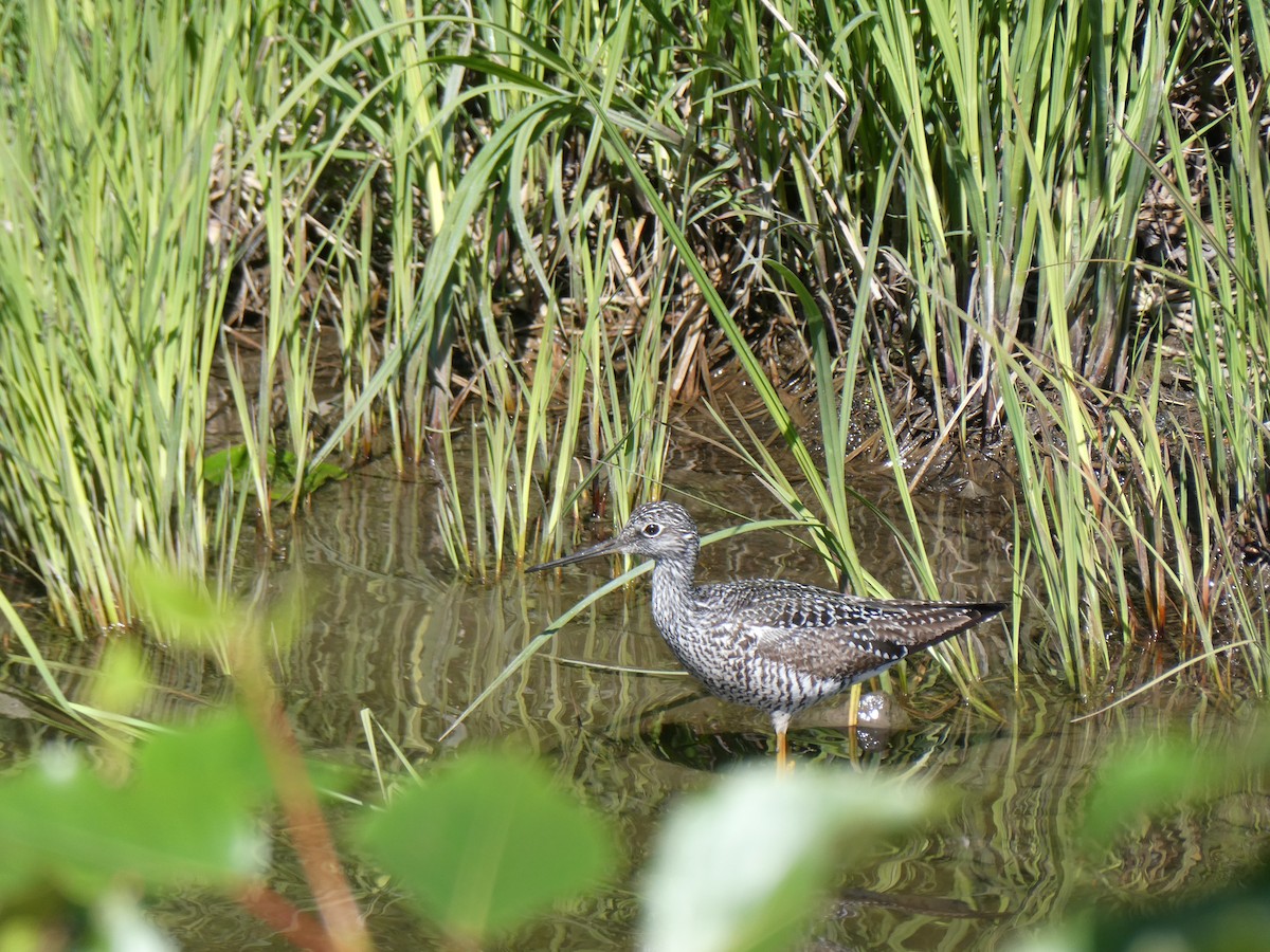 Greater Yellowlegs - ML638335198