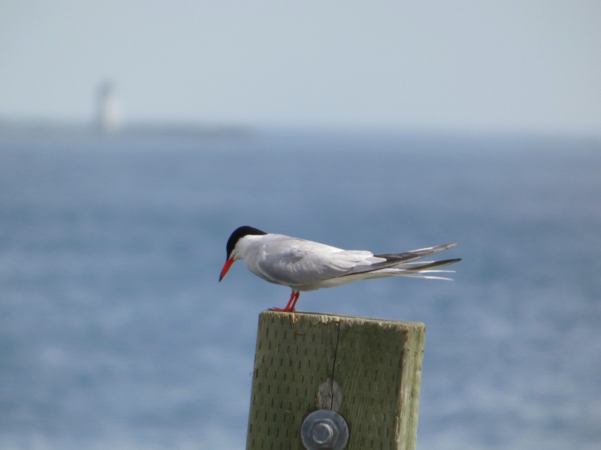 Common Tern - ML638335200