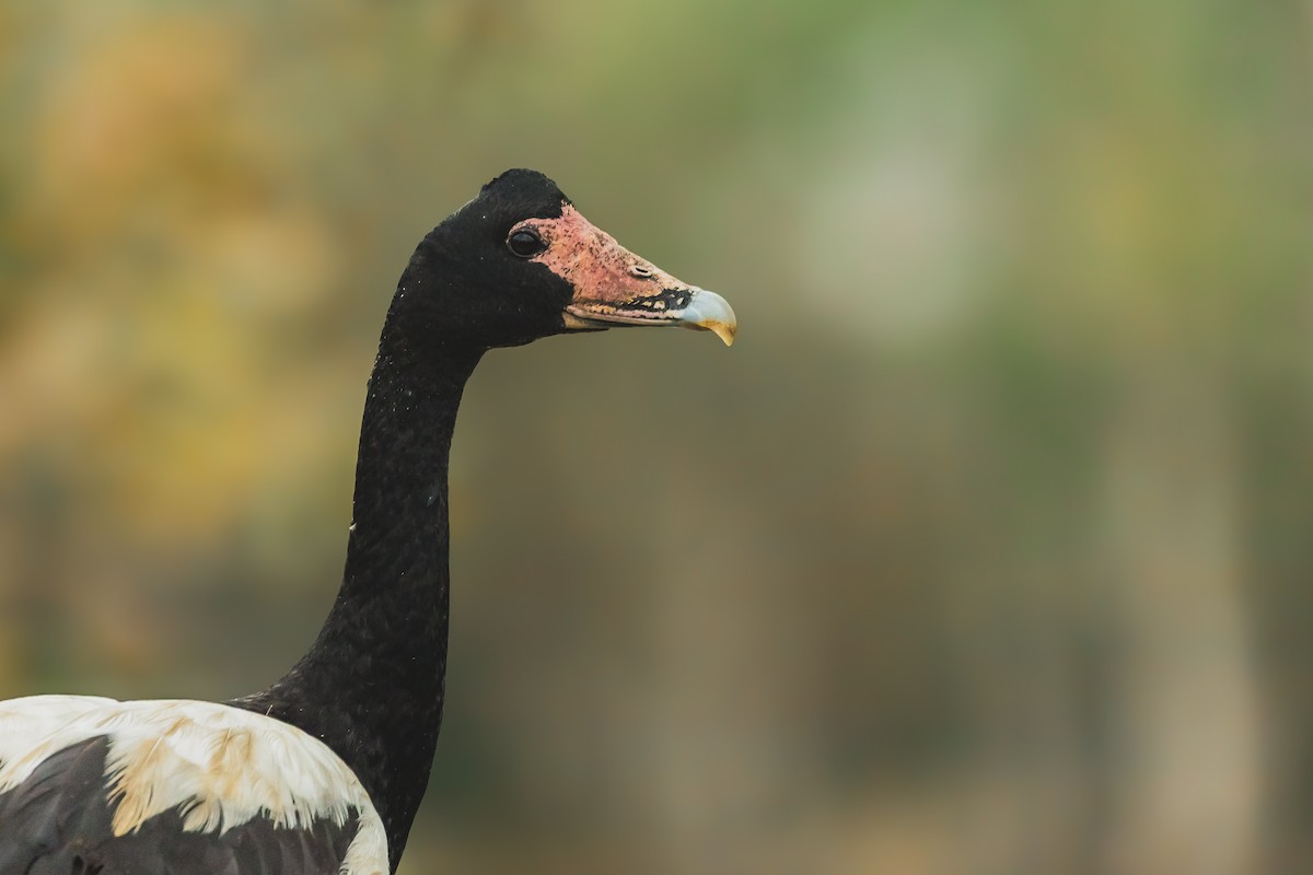 Magpie Goose - ML638335201