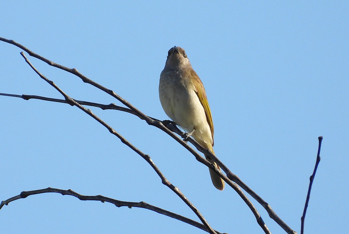 Brown Honeyeater - ML638335205