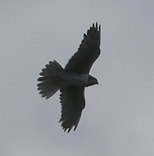 Prairie Falcon - ML638335211