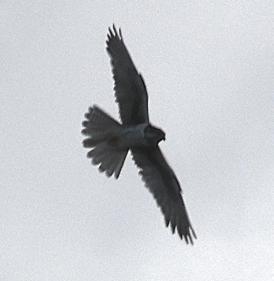 Prairie Falcon - ML638335212