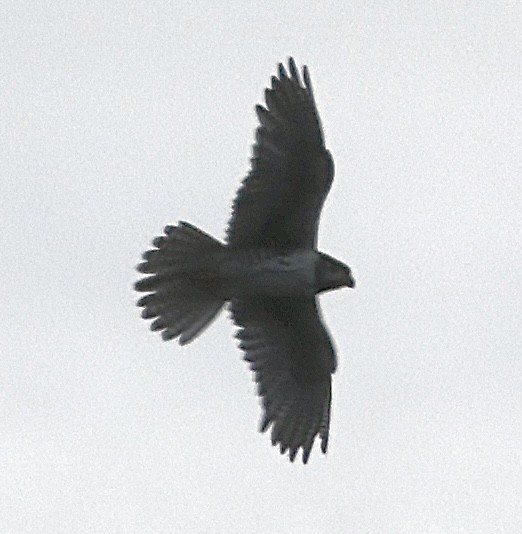 Prairie Falcon - ML638335213