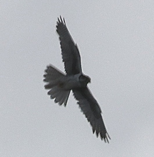 Prairie Falcon - ML638335214
