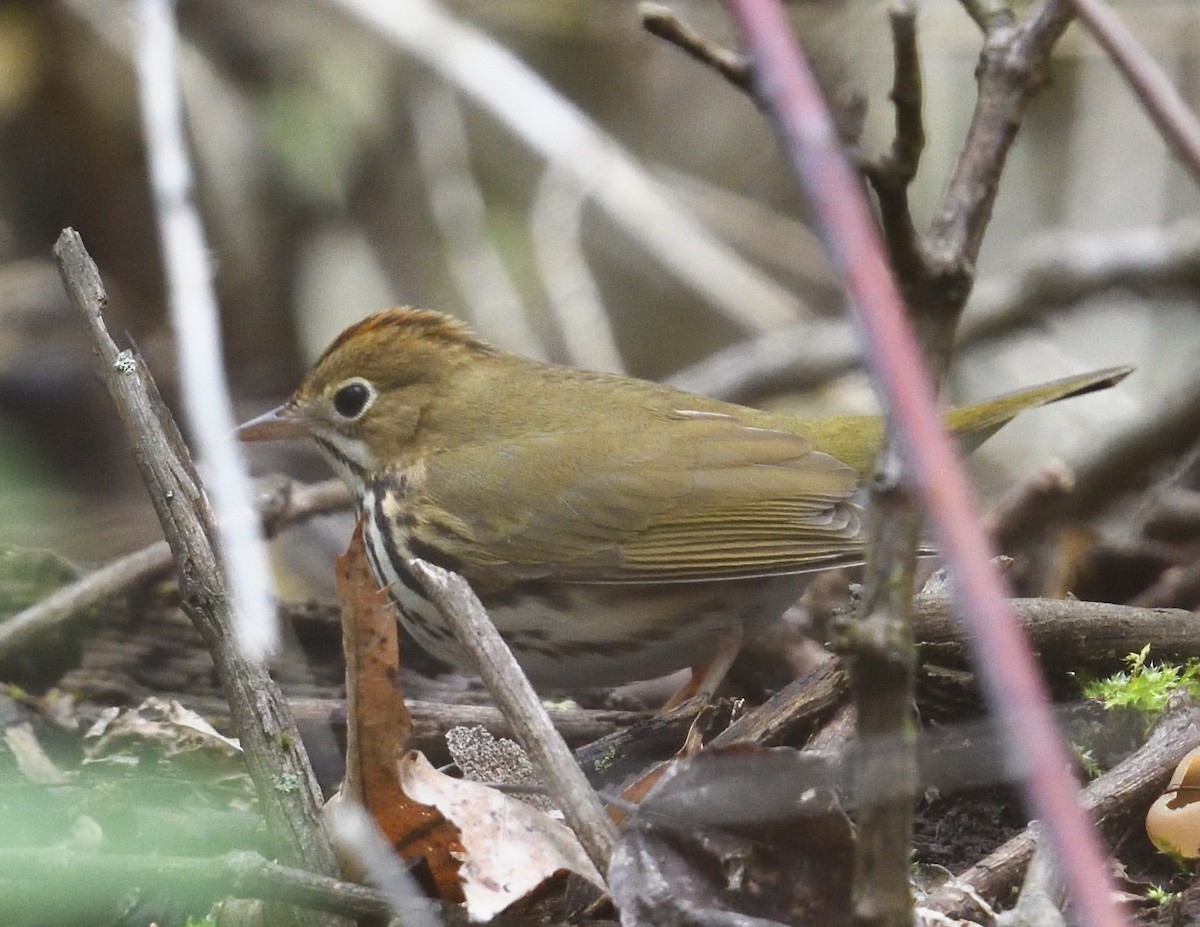 Ovenbird - ML638335219