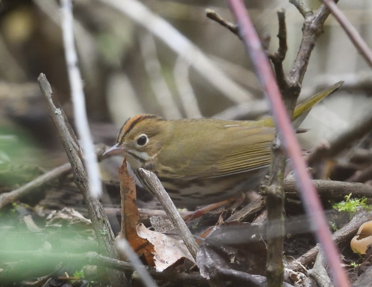 Ovenbird - ML638335220