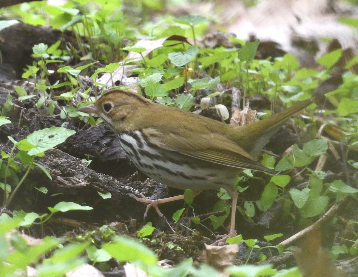 Ovenbird - ML638335222