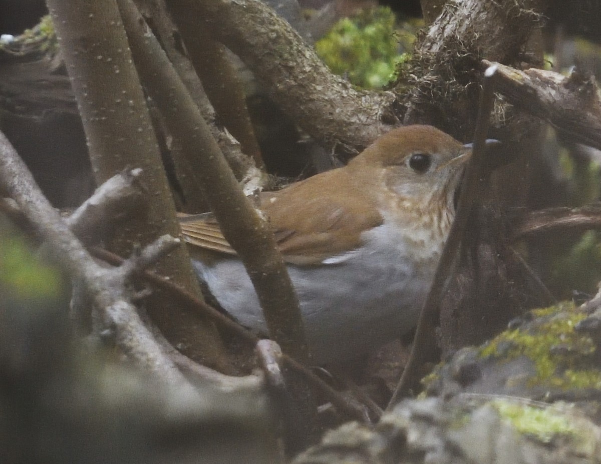 Veery - ML638335237