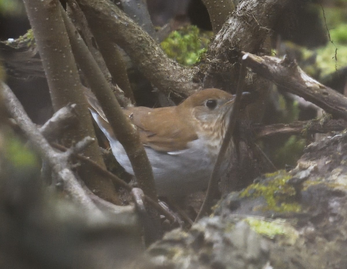 Veery - ML638335247