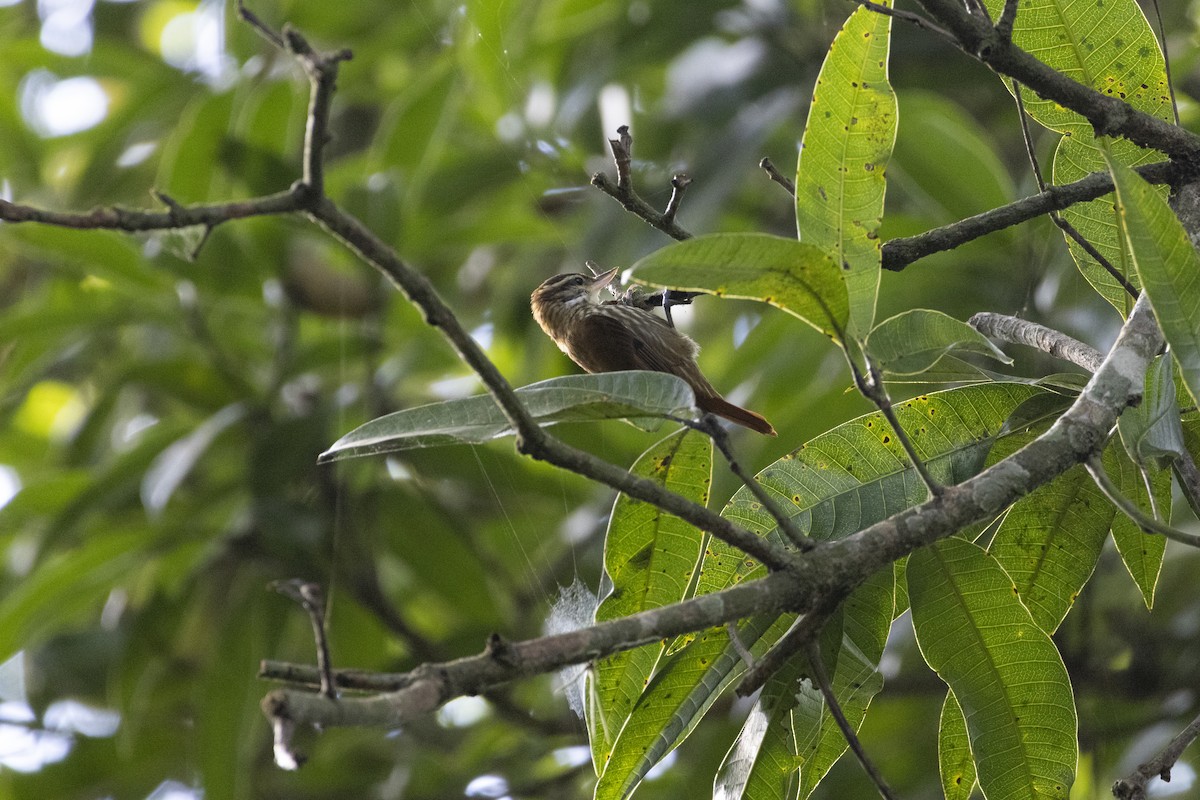 Streaked Xenops - ML638335256