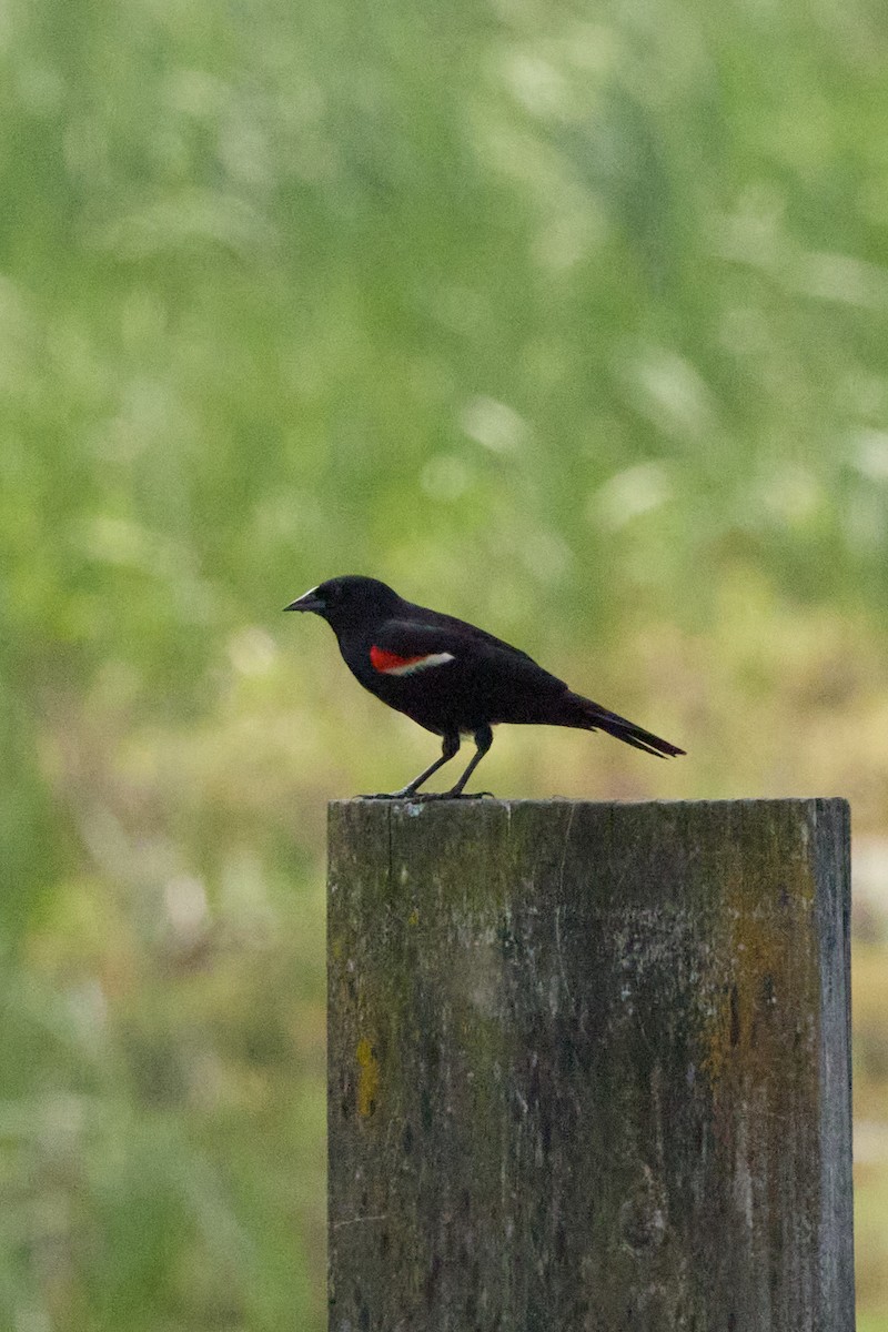 Red-winged Blackbird - ML638335263
