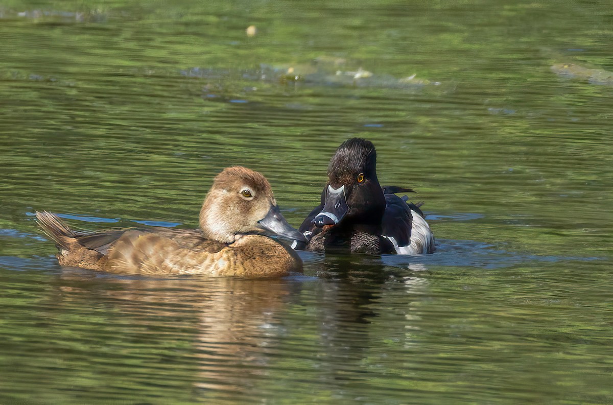 Ring-necked Duck - ML638335271